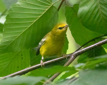 Image of Blue-winged Warbler