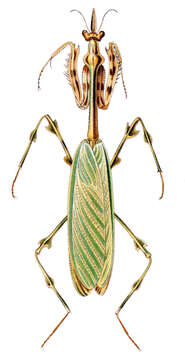 Image of Zoolea