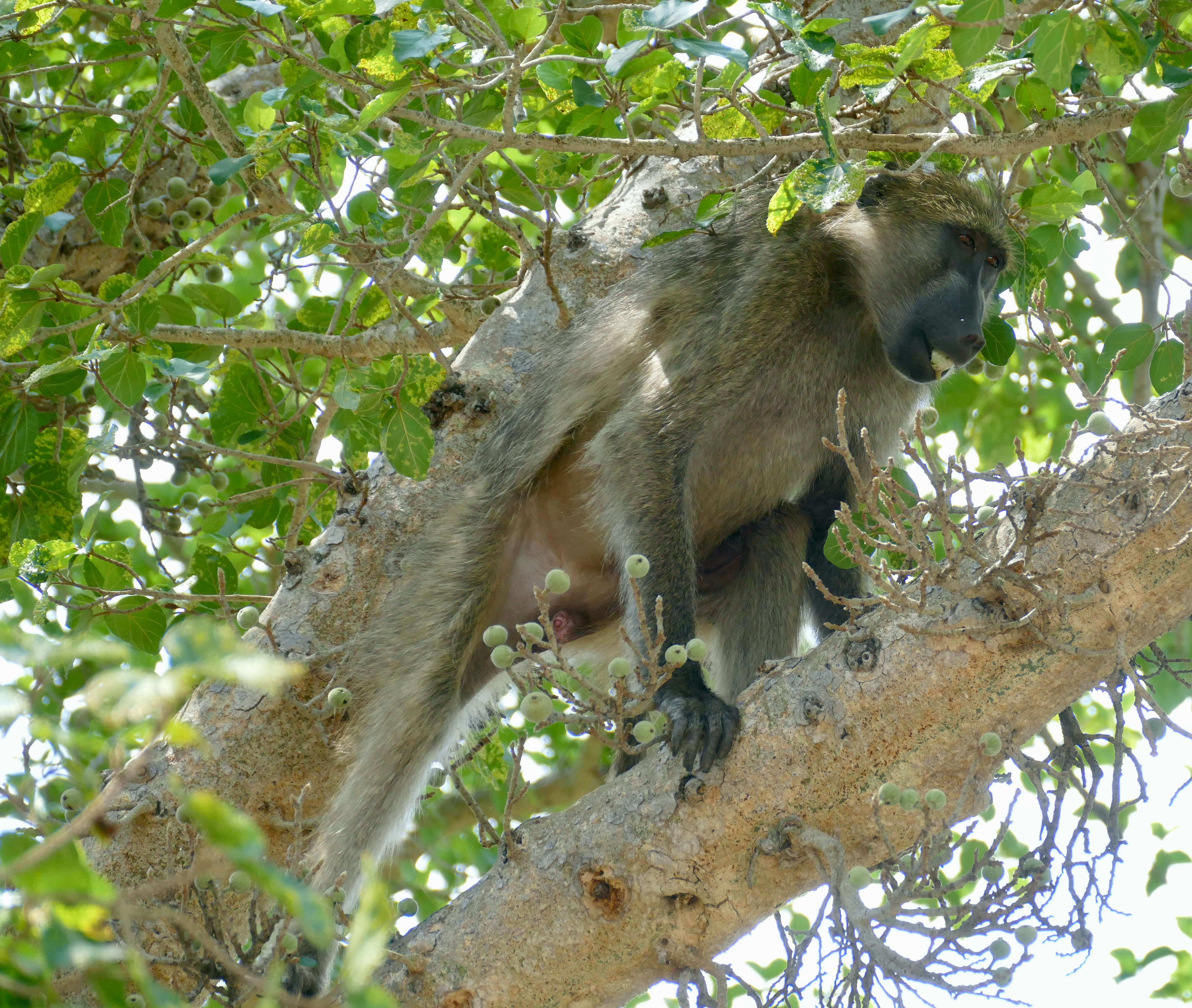 Image of Chacma Baboon