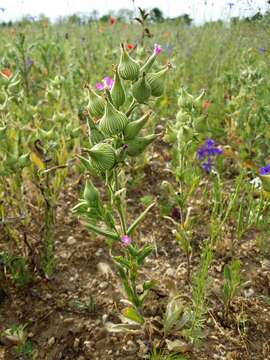 Слика од Silene conoidea L.