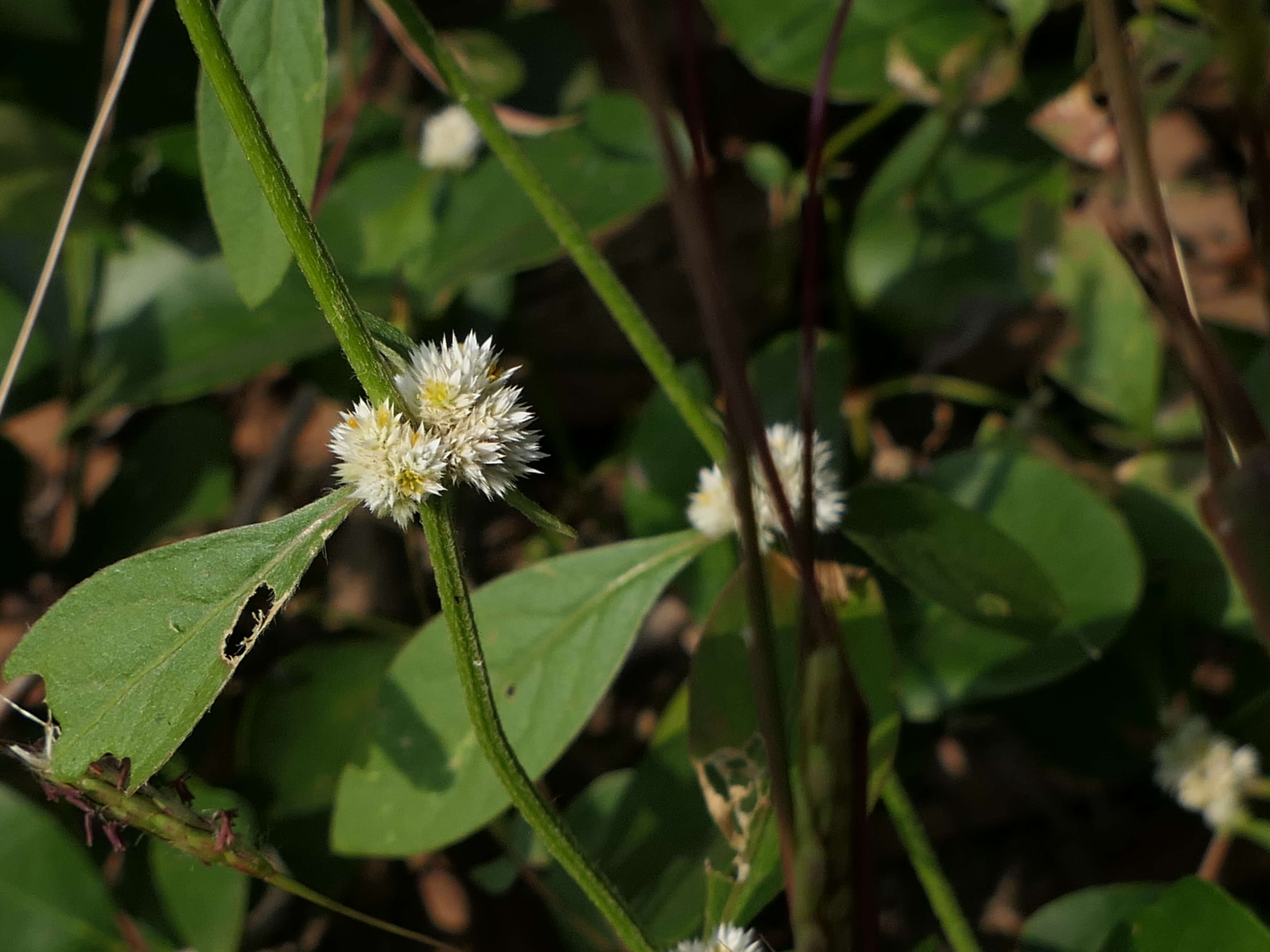 Image of sessile joyweed