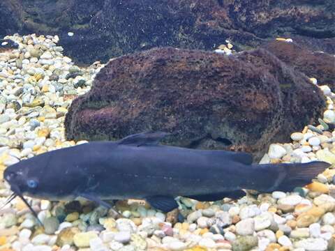 Image of Black Bullhead