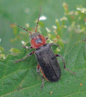 Image of Cantharis rustica