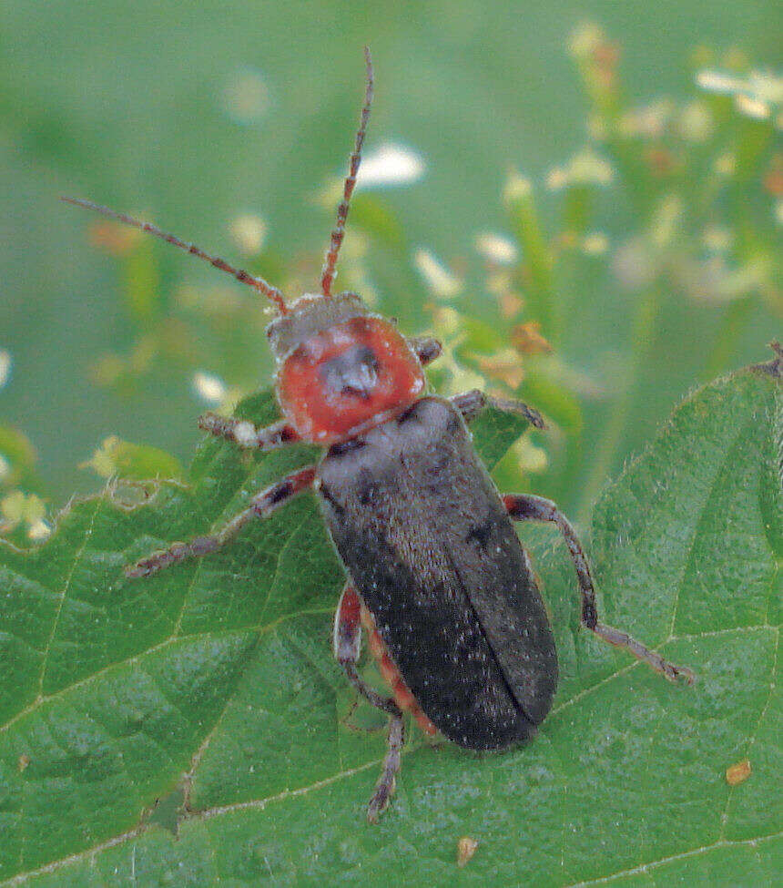 Image of Cantharis rustica