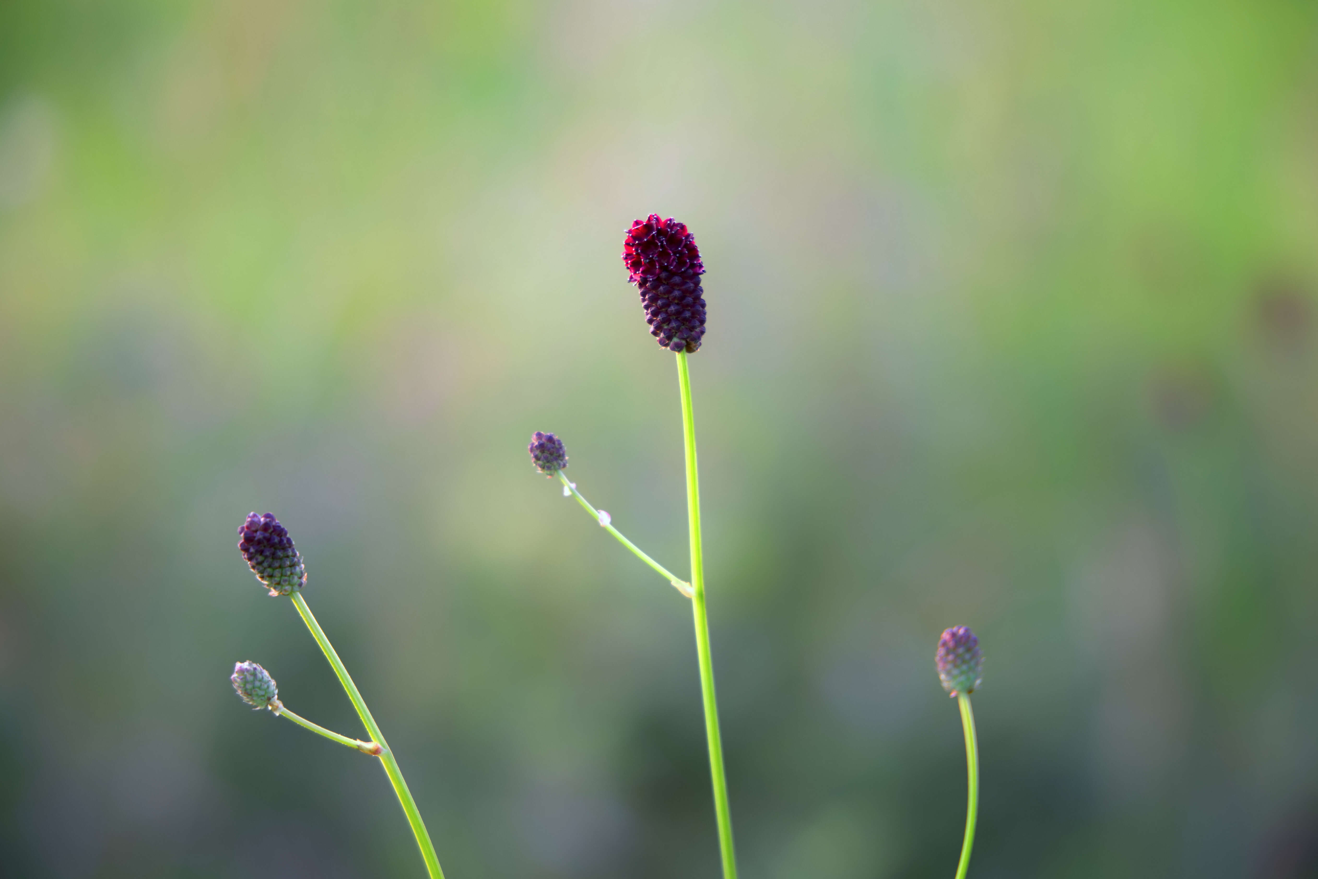 Image de Sanguisorbe officinale