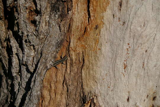 Image of Cream-striped Shinning-skink