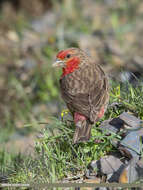 Image of Red-fronted Rosefinch