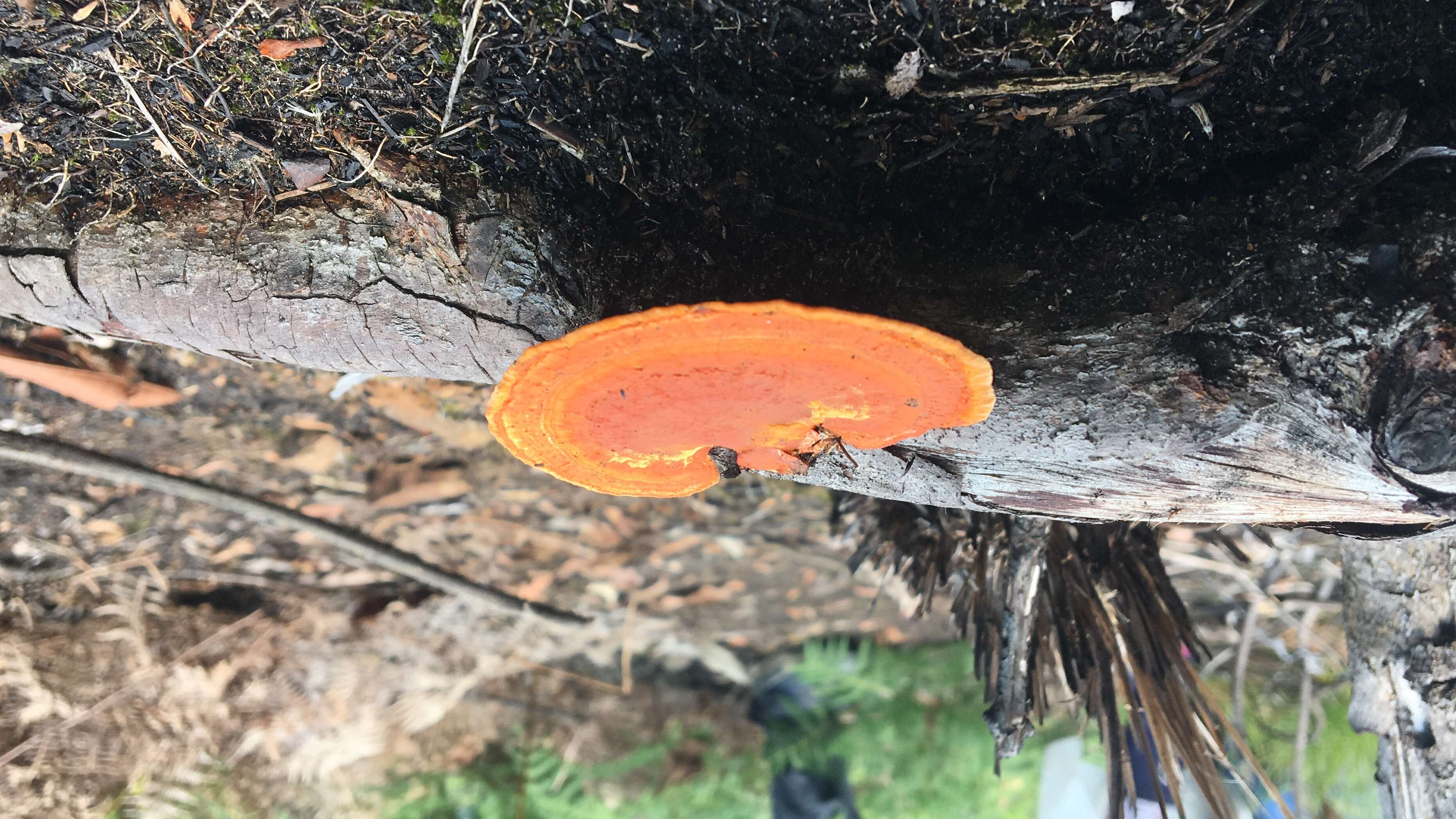 Image of Orange polypore