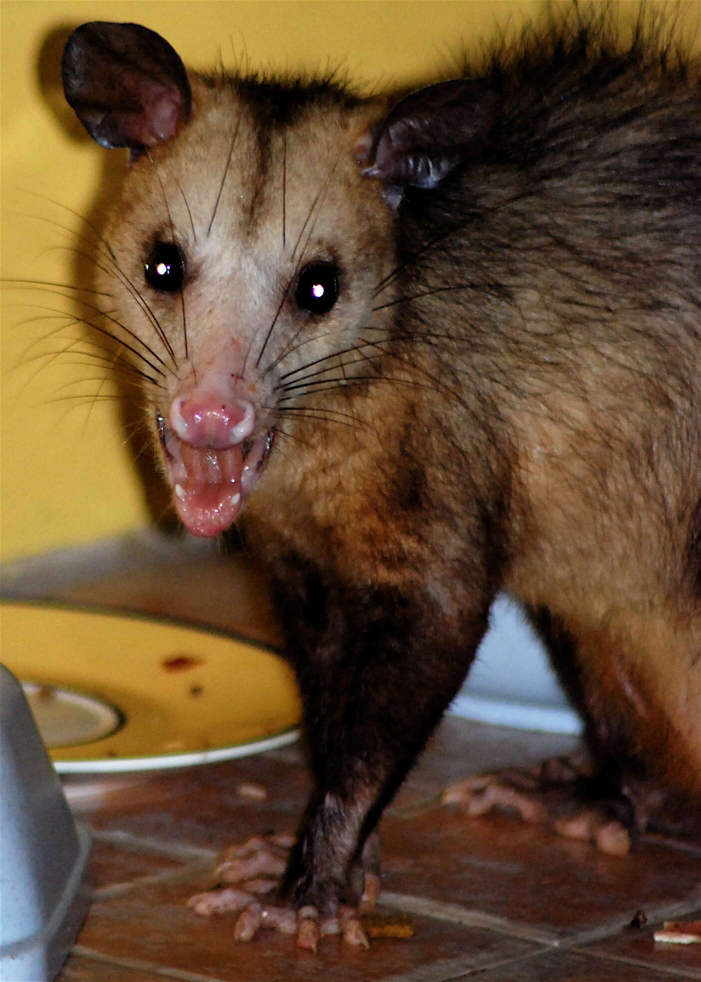 Image of Black-eared Opossum