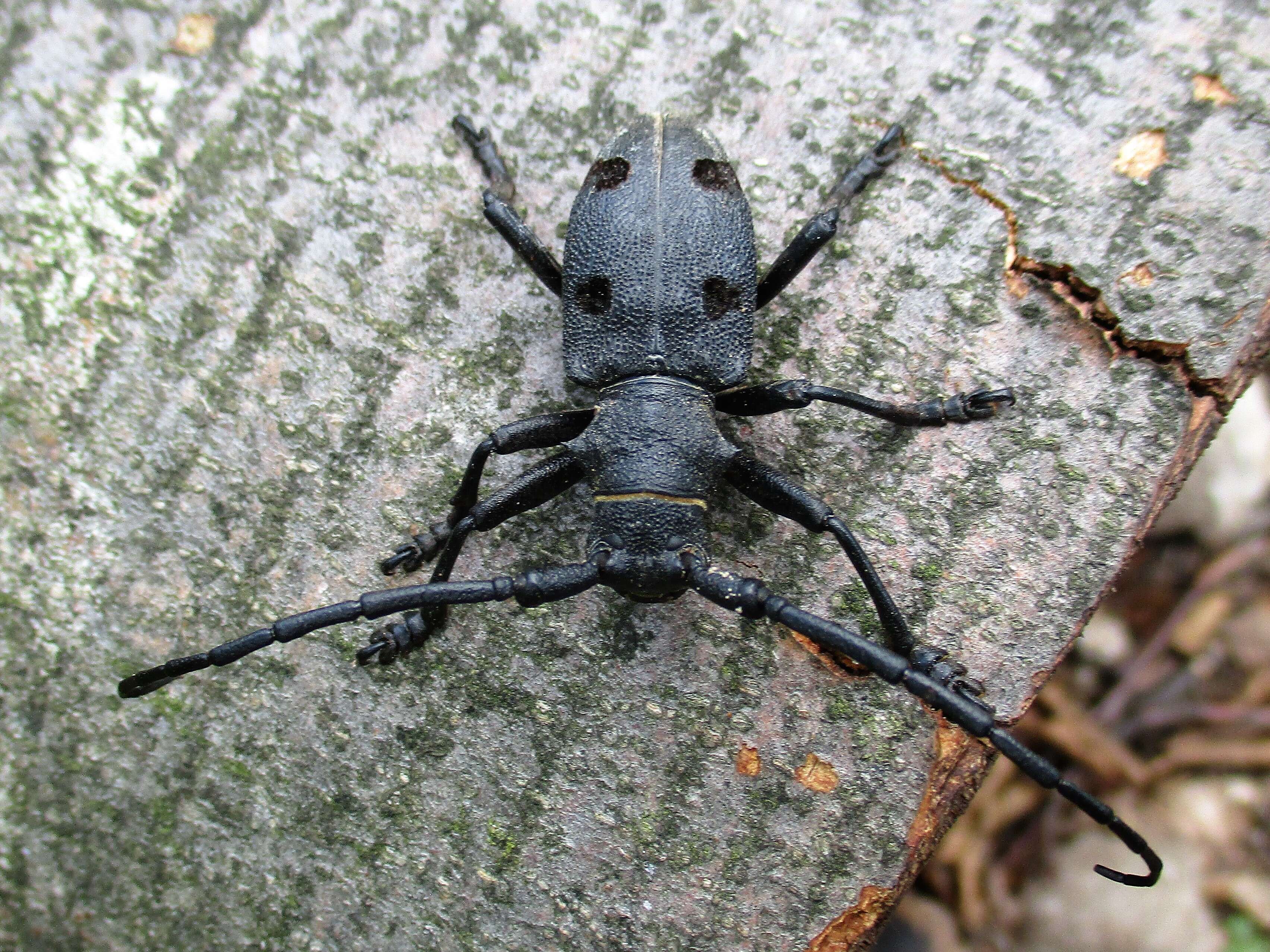 Image of Long-horned beetle