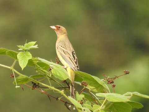 Image of Brown-headed Bunting