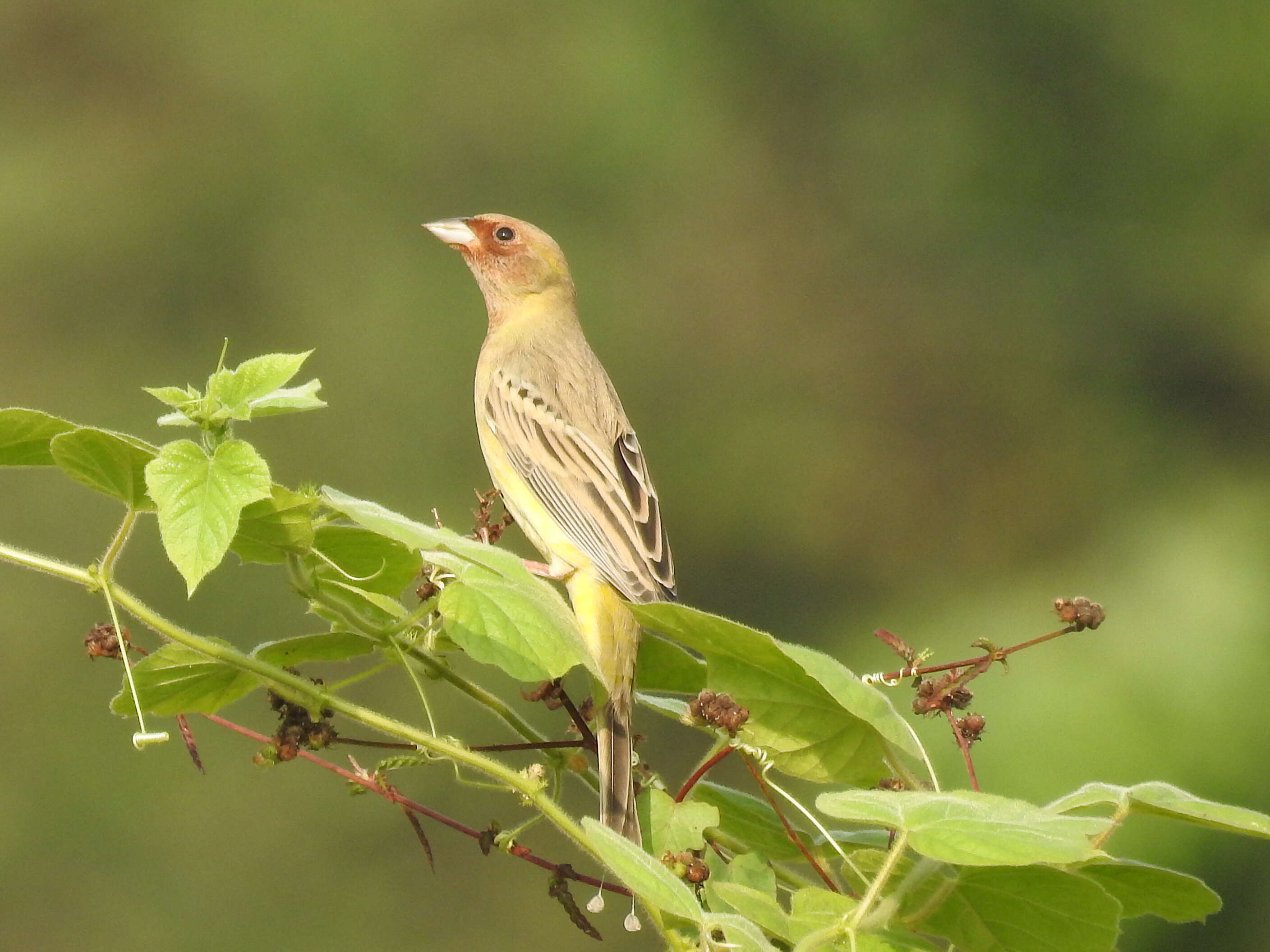 Image of Brown-headed Bunting