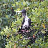 Image of frigatebirds