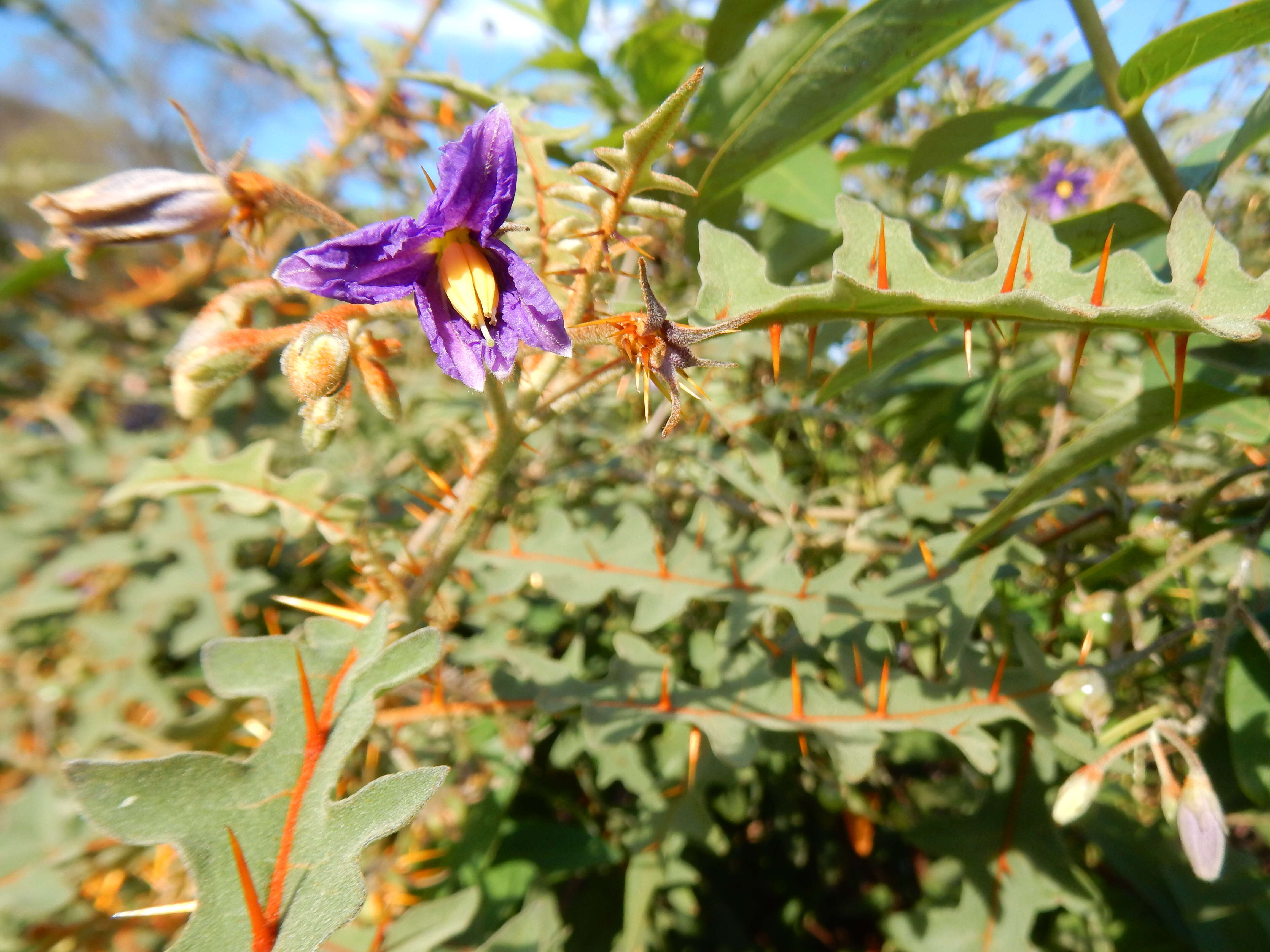 Image of Orange-thorned nightshade