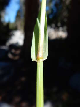 Imagem de Bromus inermis Leyss.