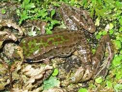 Image of Bangkimtsing Frog