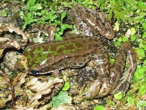 Image of Bangkimtsing Frog