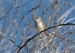 Image of Graceful Prinia