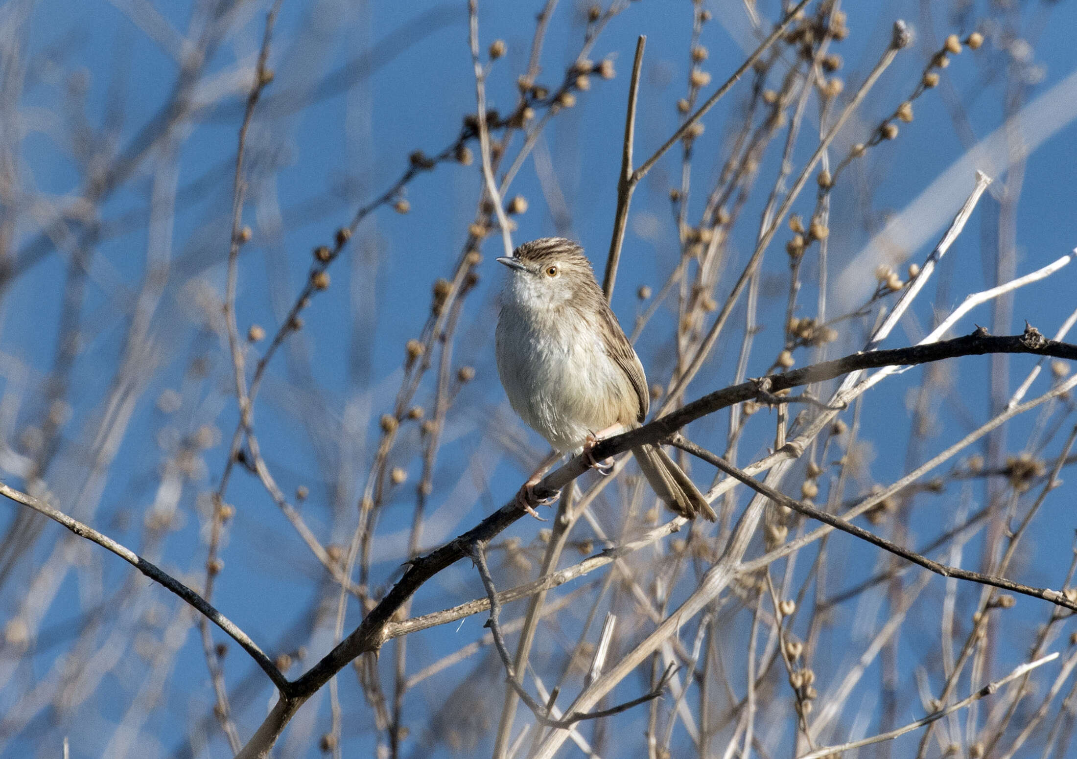 Image of Graceful Prinia