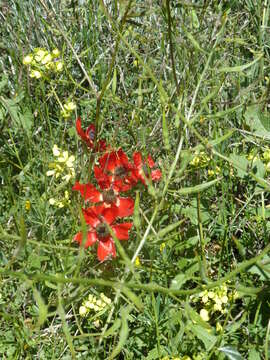 Image of Ranunculus asiaticus