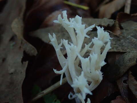 Image of Clavulina coralloides (L.) J. Schröt. 1888