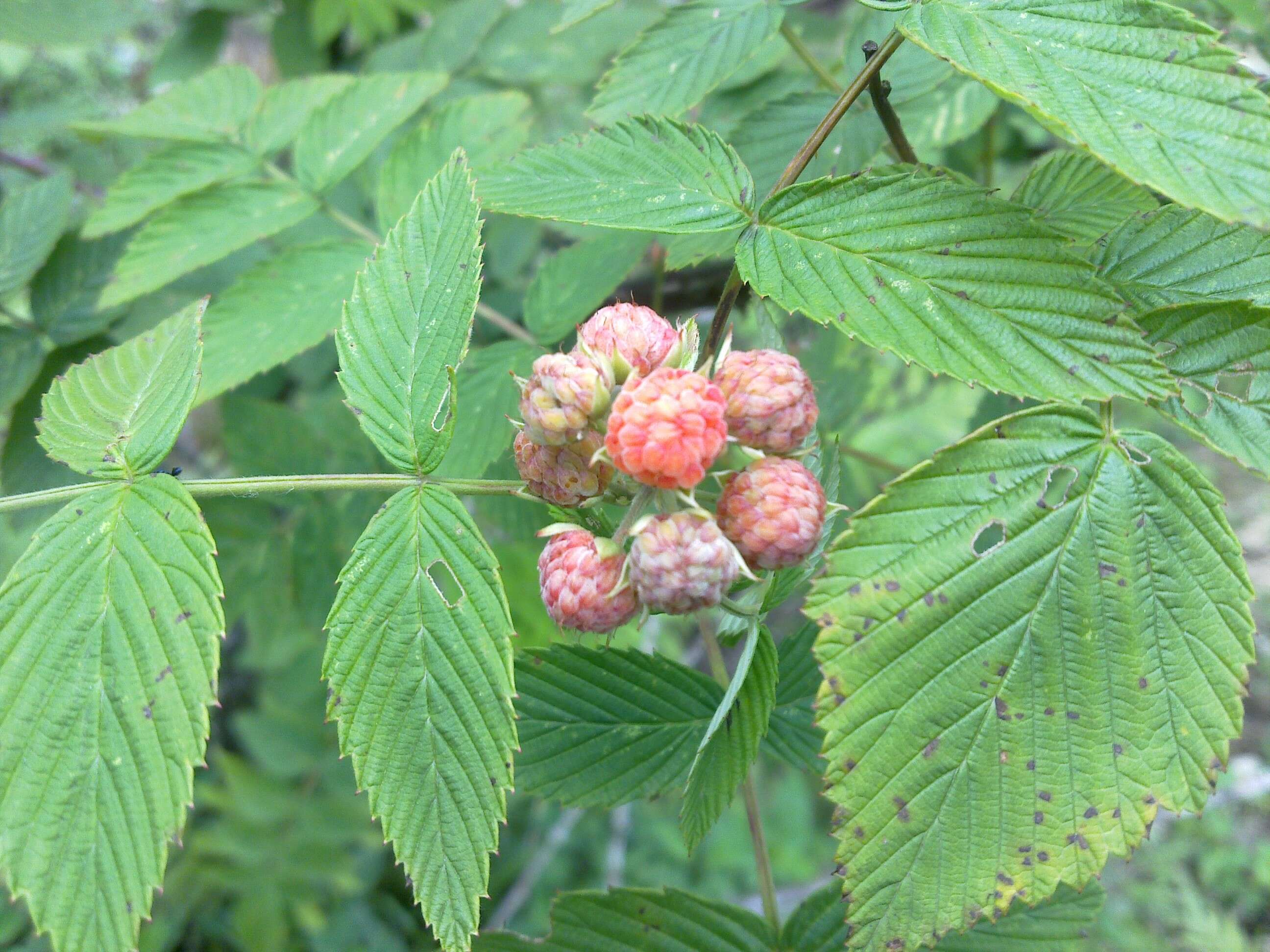 Image of Mysore raspberry