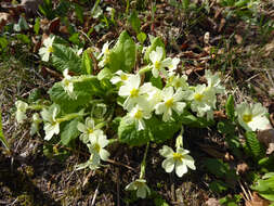 Image of Primrose