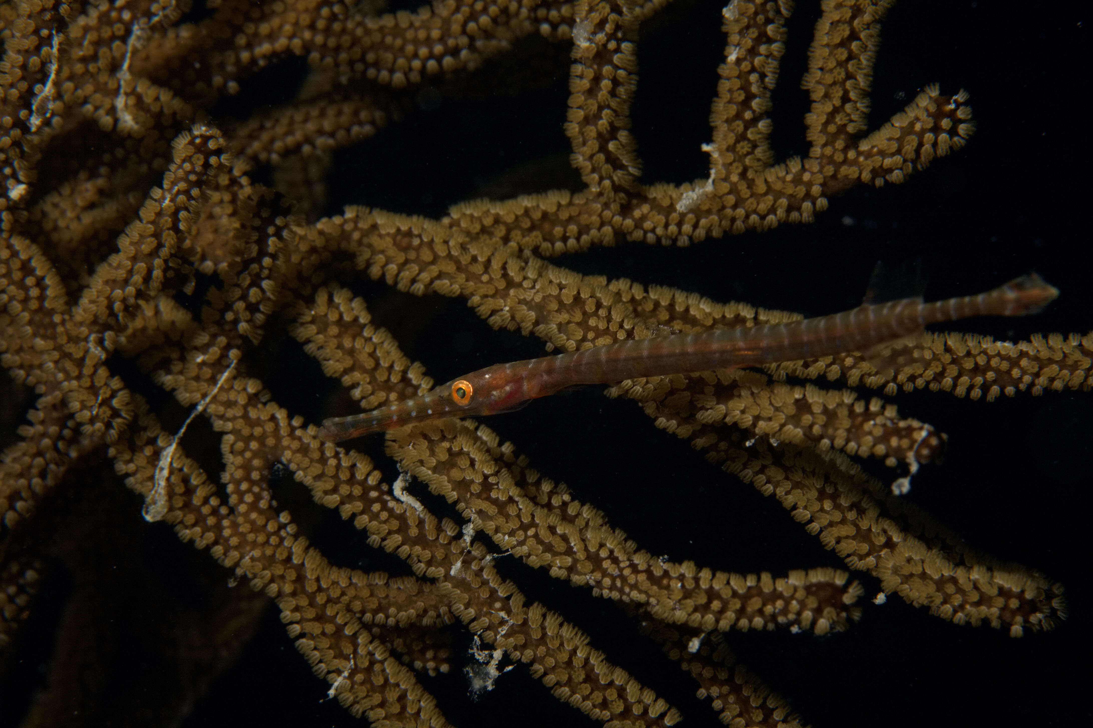 Aulostomus maculatus Valenciennes 1841 resmi