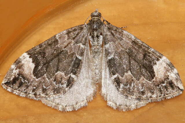 Image of Dark Marbled Carpet