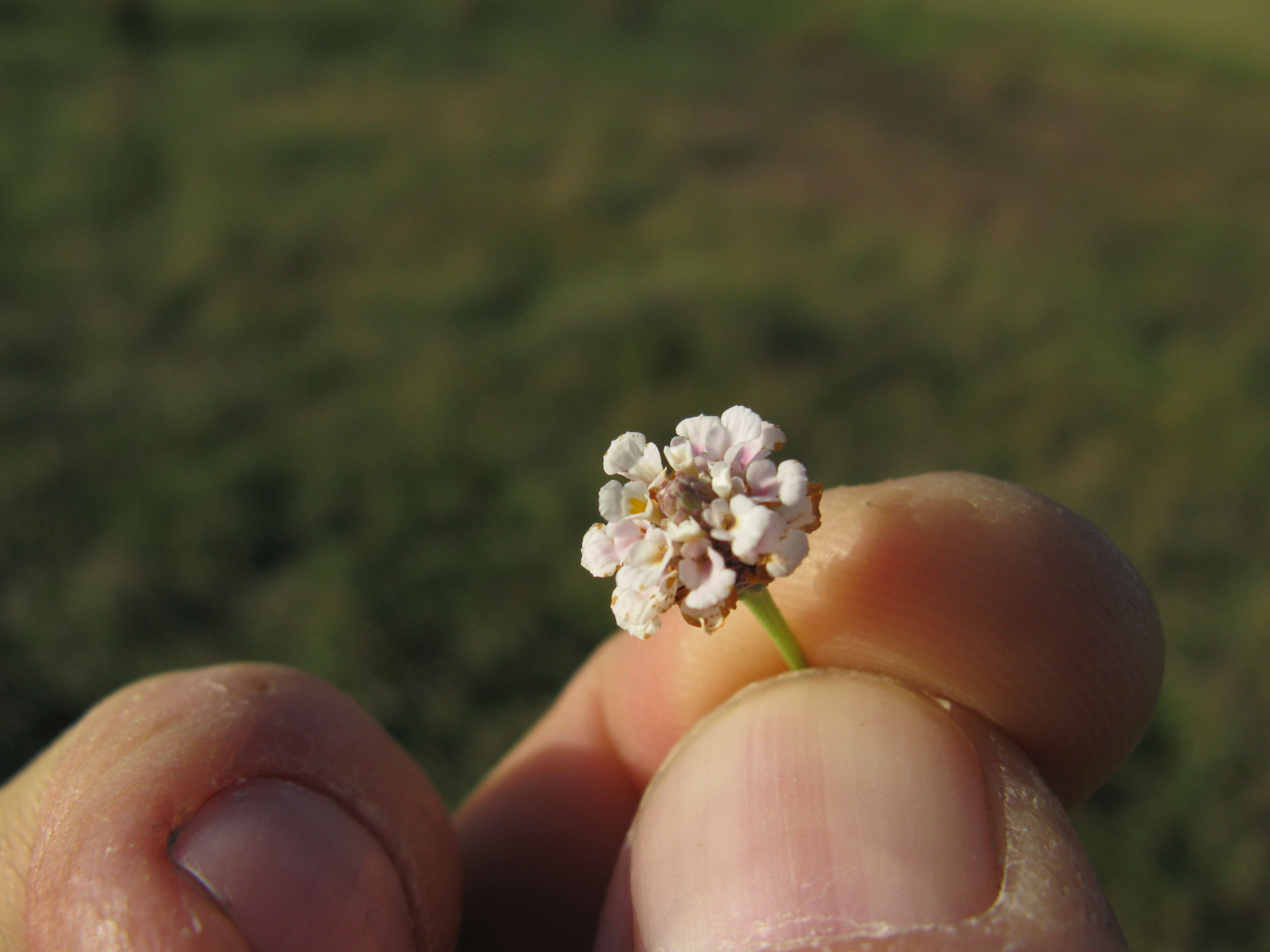 Plancia ëd Phyla nodiflora var. minor (Gillies & Hook.) N. O'Leary & Múlgura