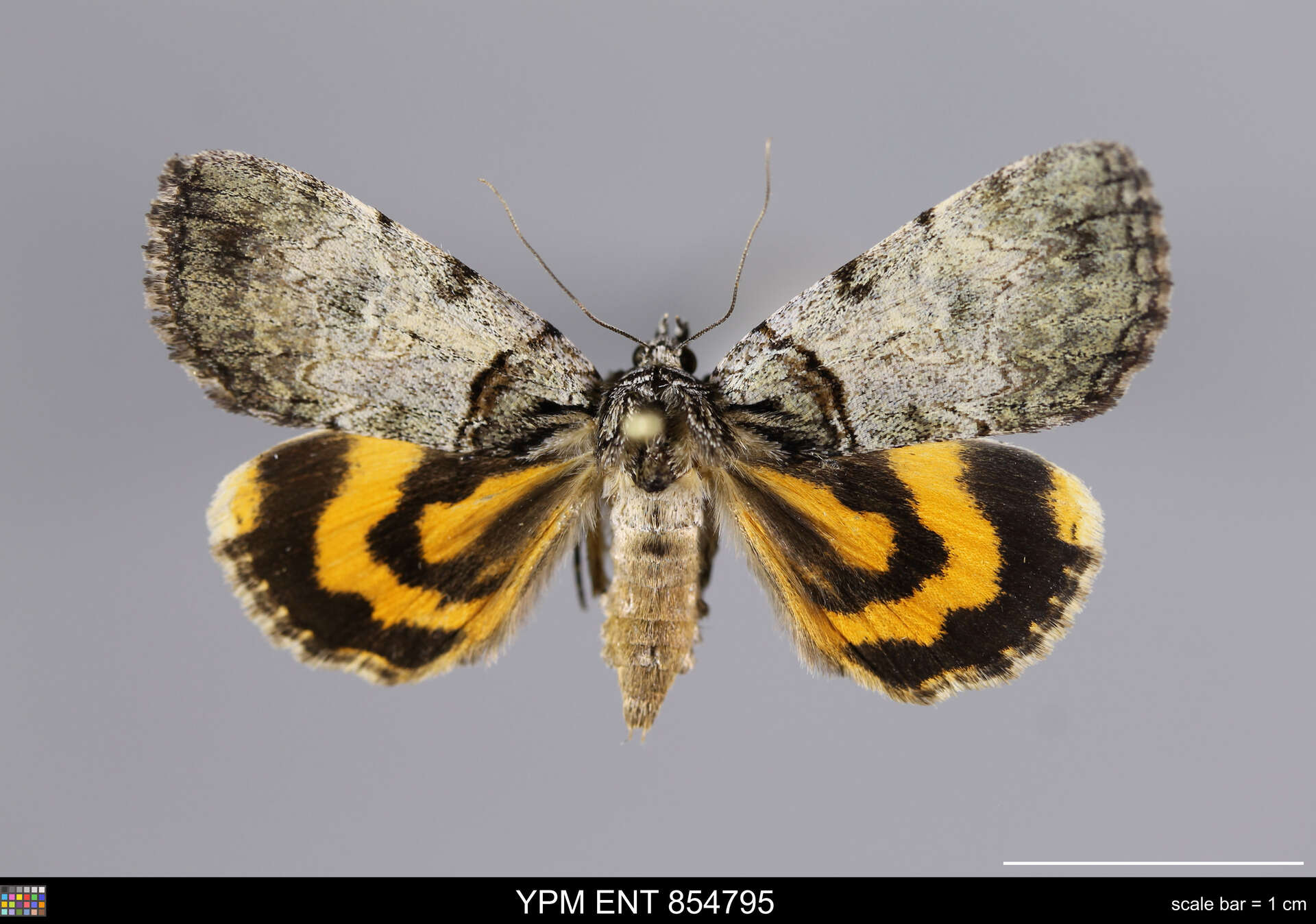 Image of Sweet underwing moth