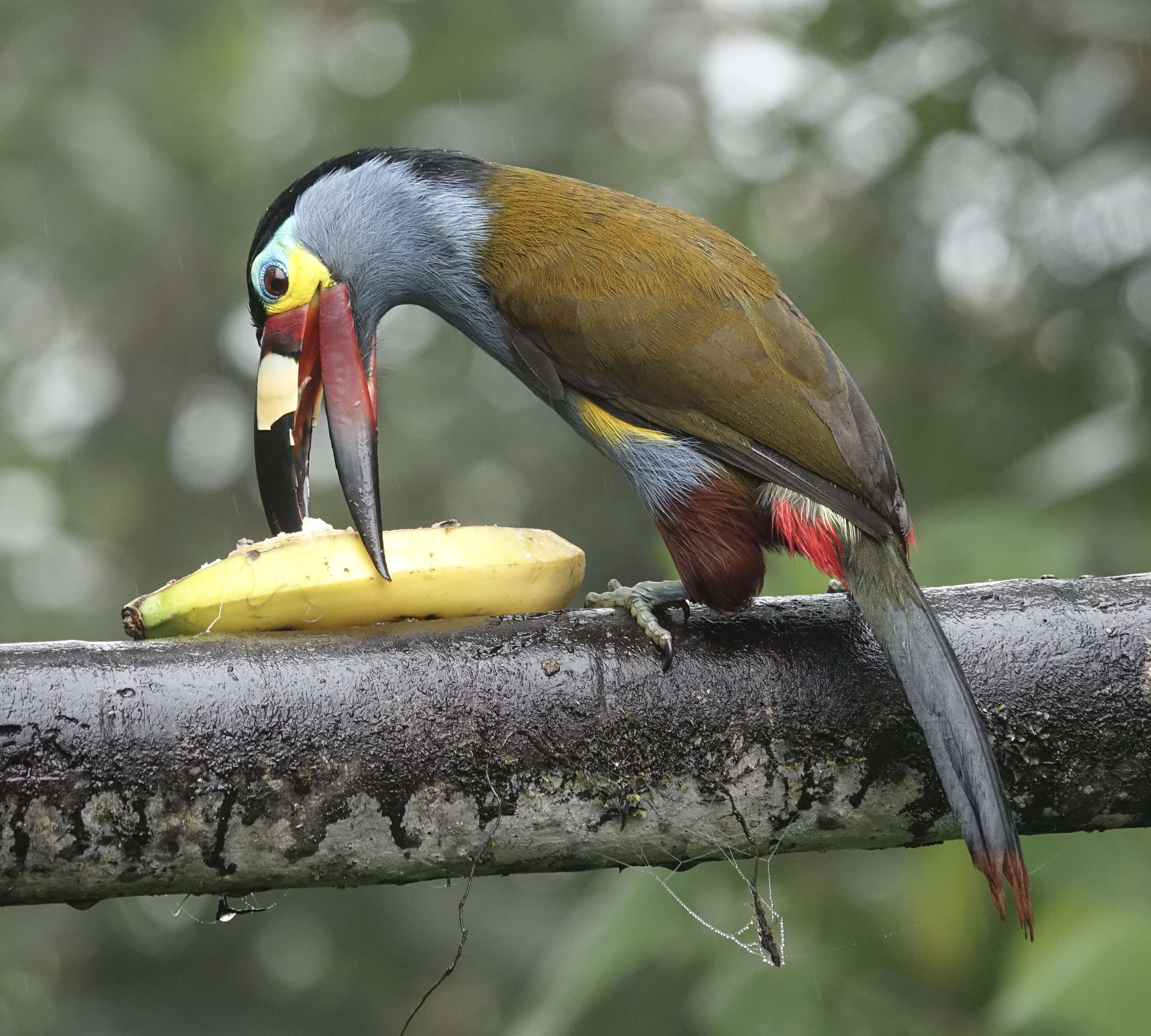 Image of Plate-billed Mountain Toucan