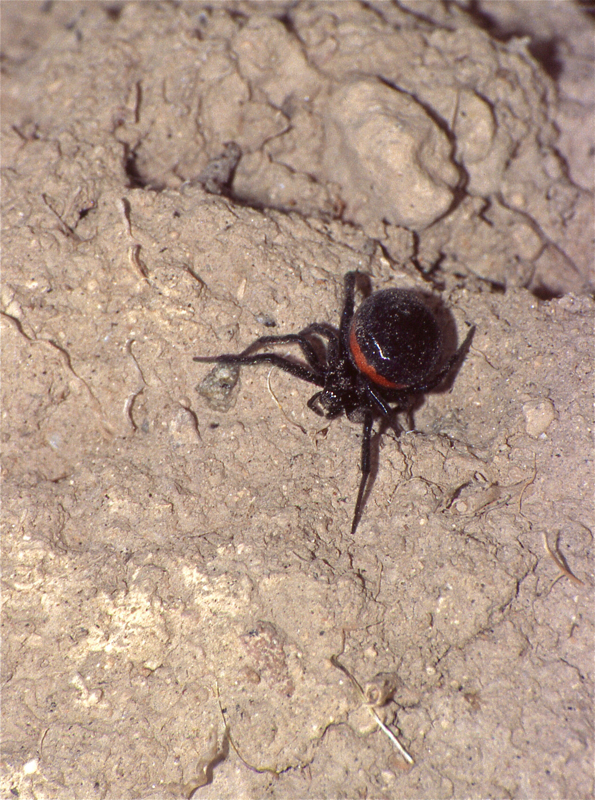 Image of Steatoda paykulliana (Walckenaer 1806)