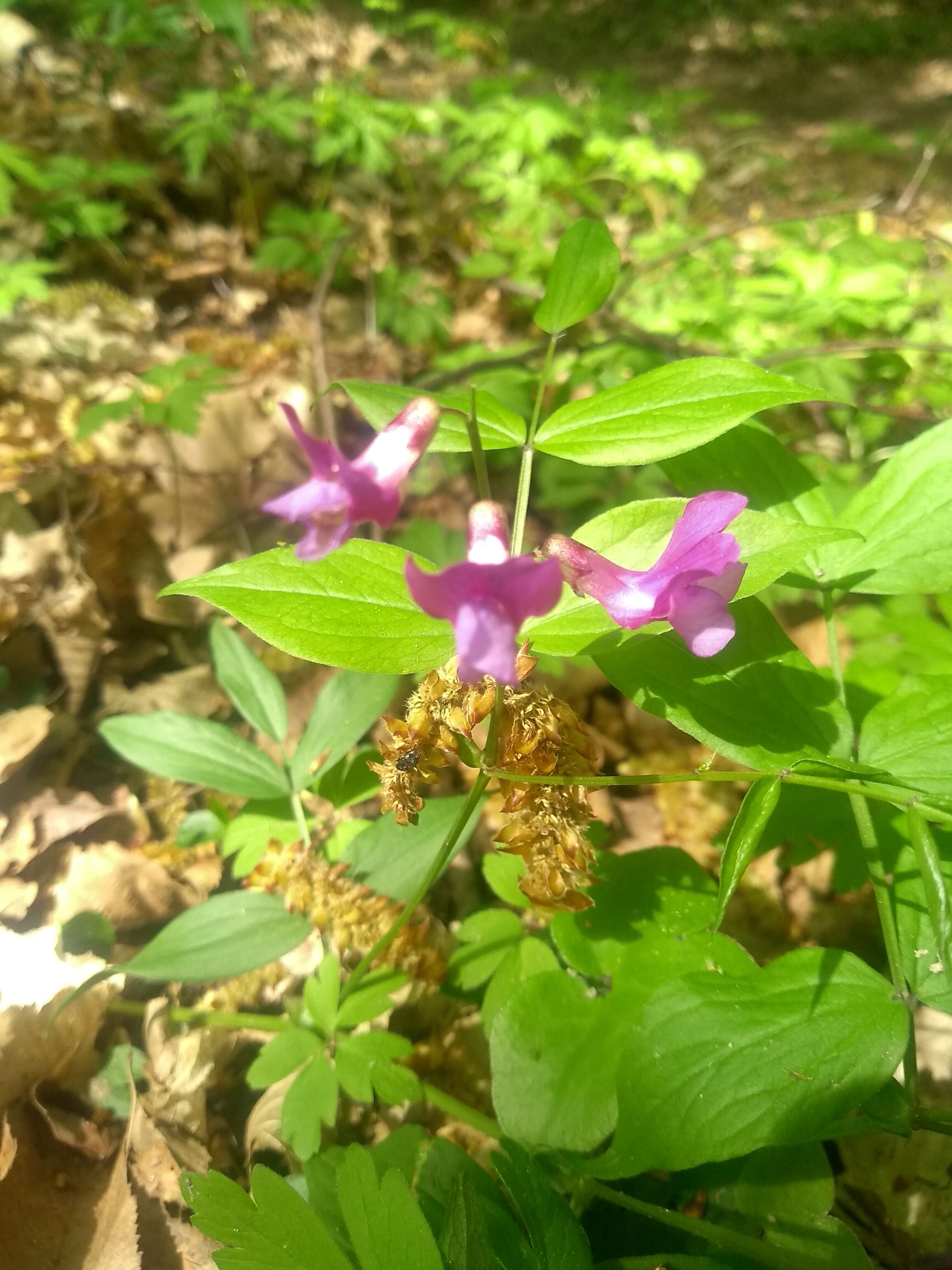 Image of spring pea