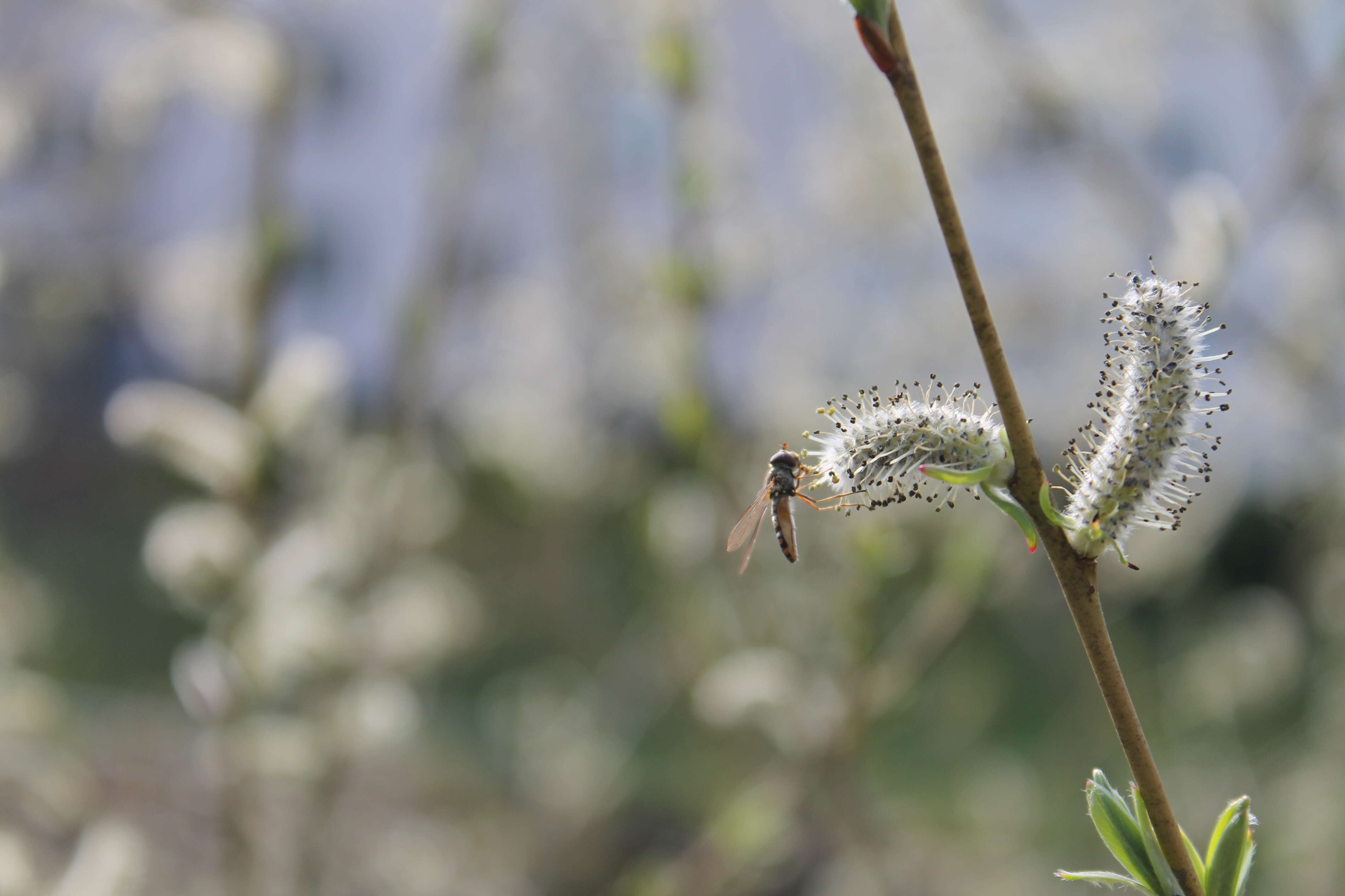 Image of Salix