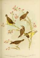 Image of Large-billed Gerygone