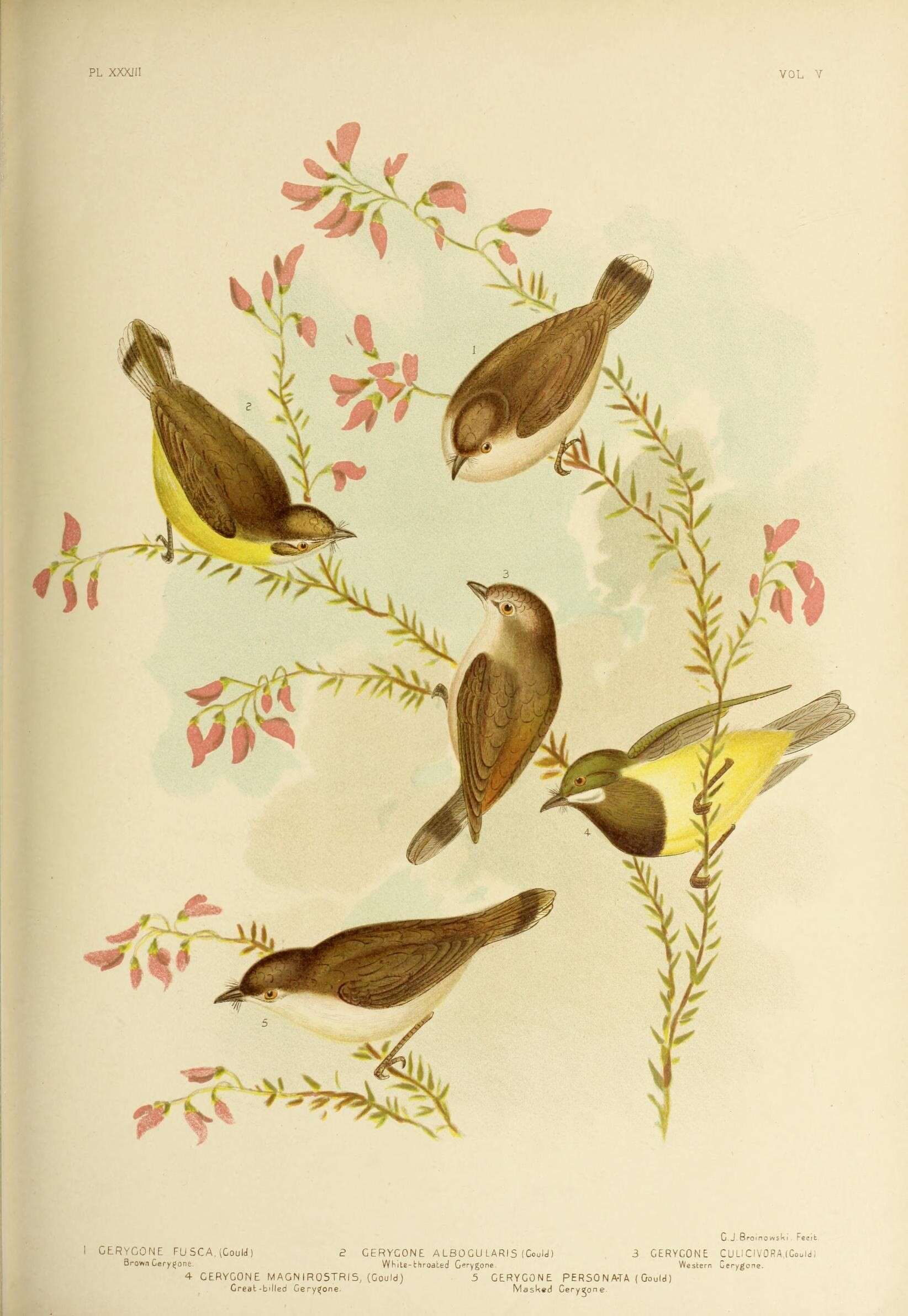 Image of Large-billed Gerygone