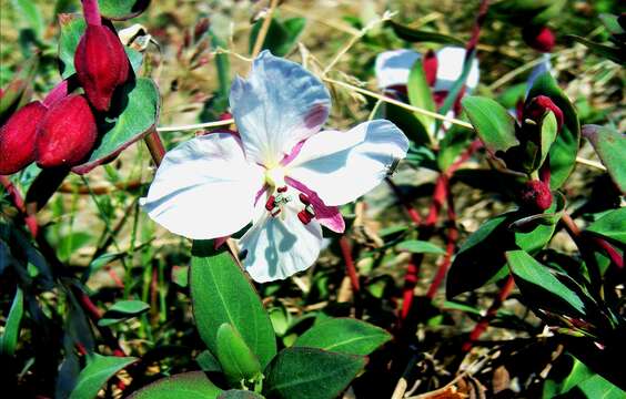 Image de Epilobium latifolium L.