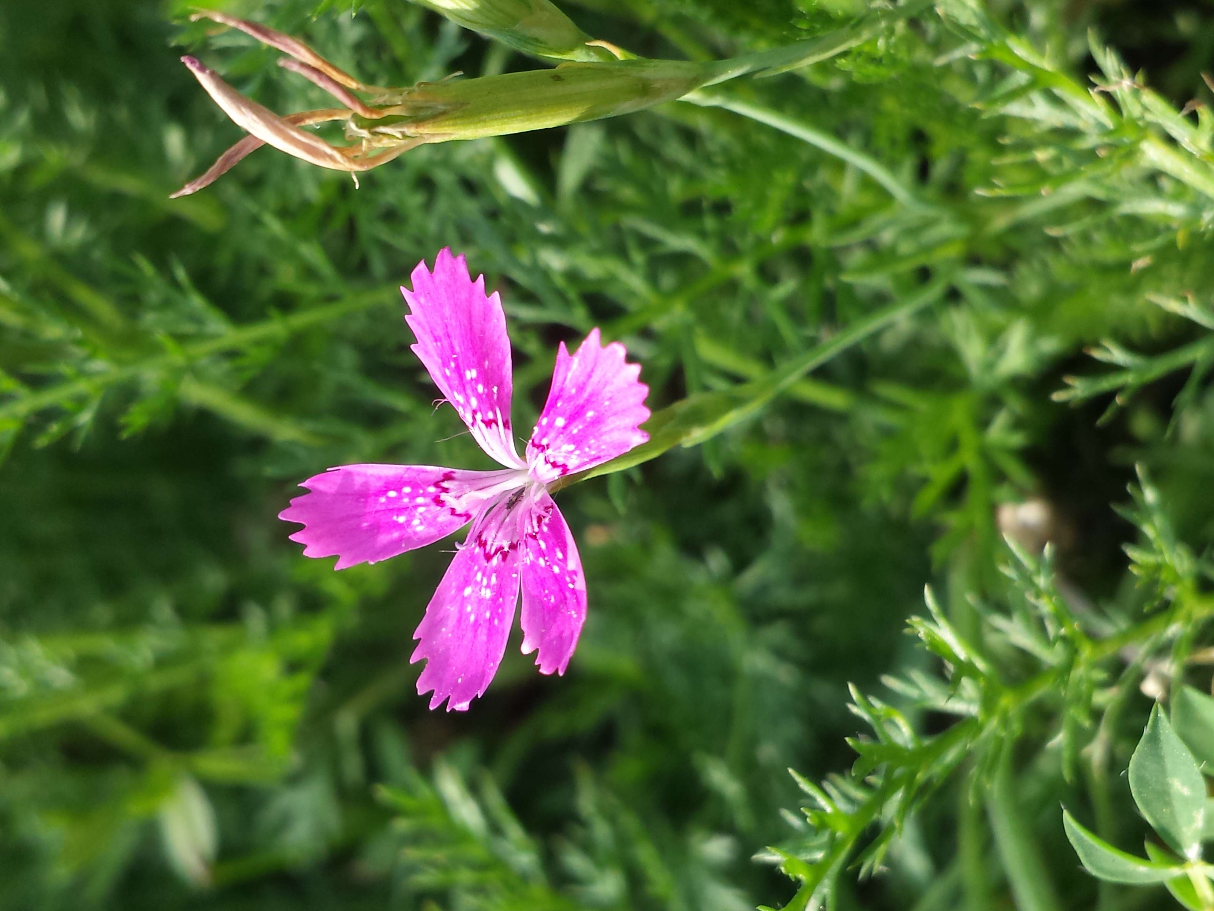 Слика од Dianthus deltoides L.