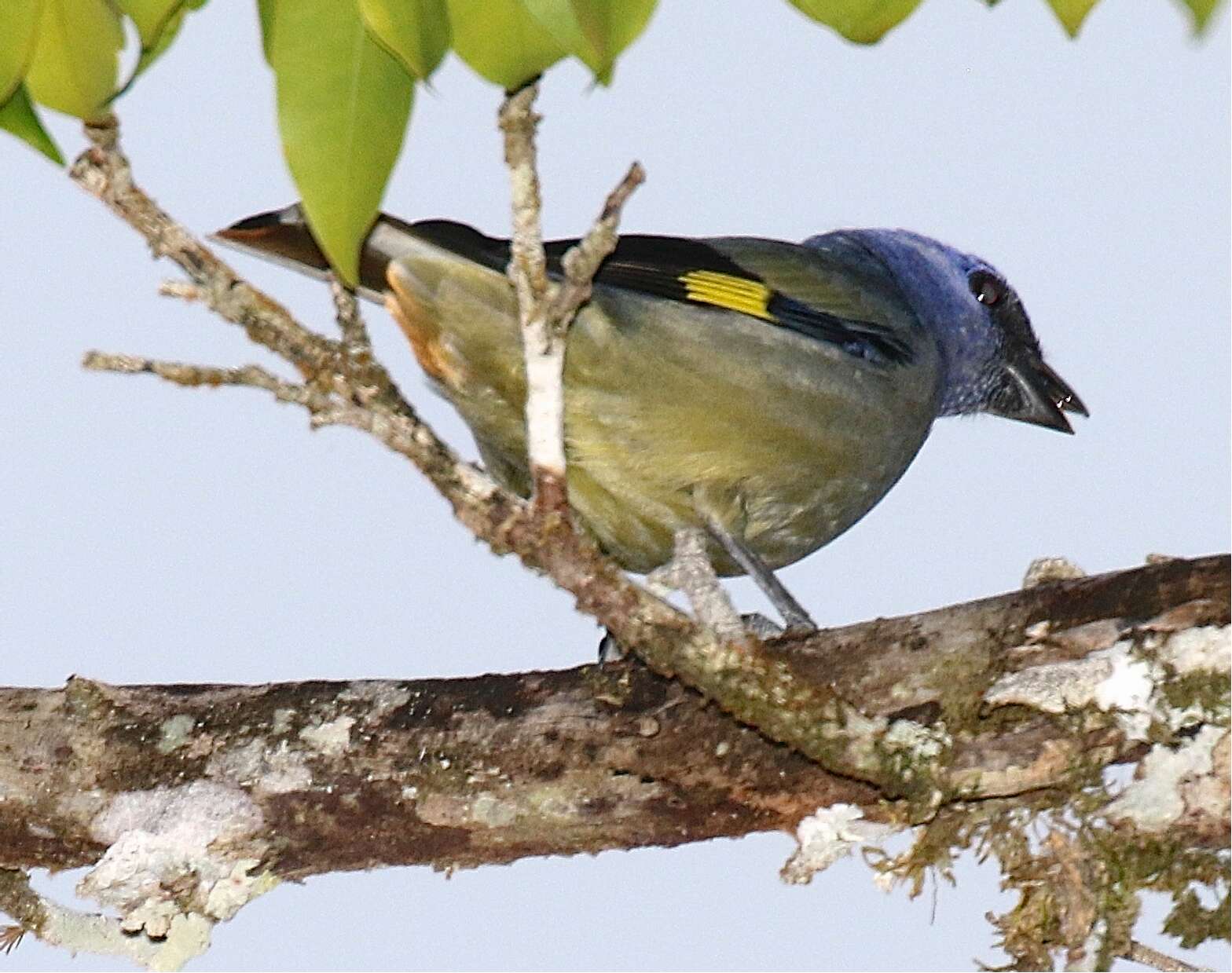 Image of Yellow-winged Tanager