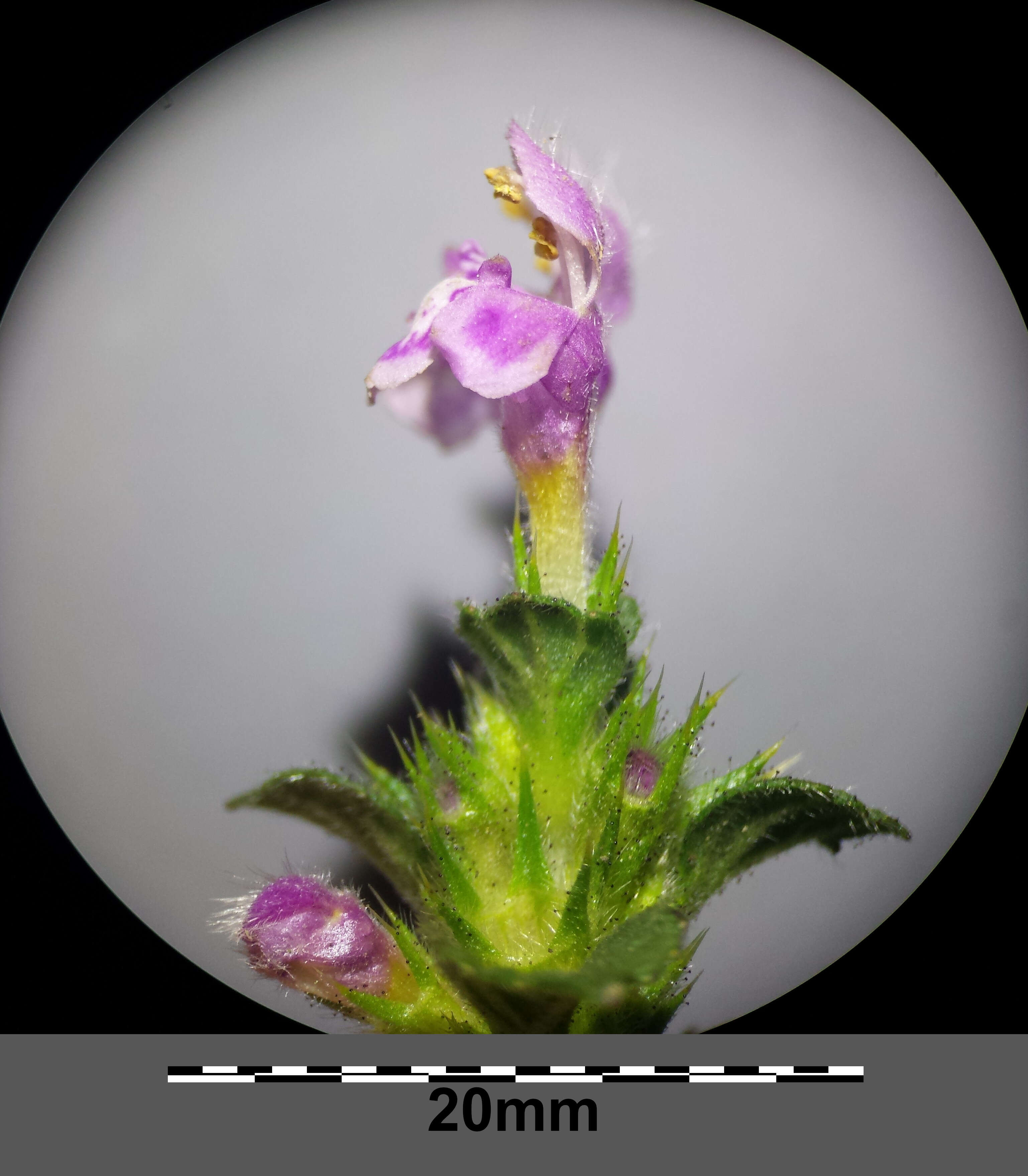 Image of Downy Hemp Nettle