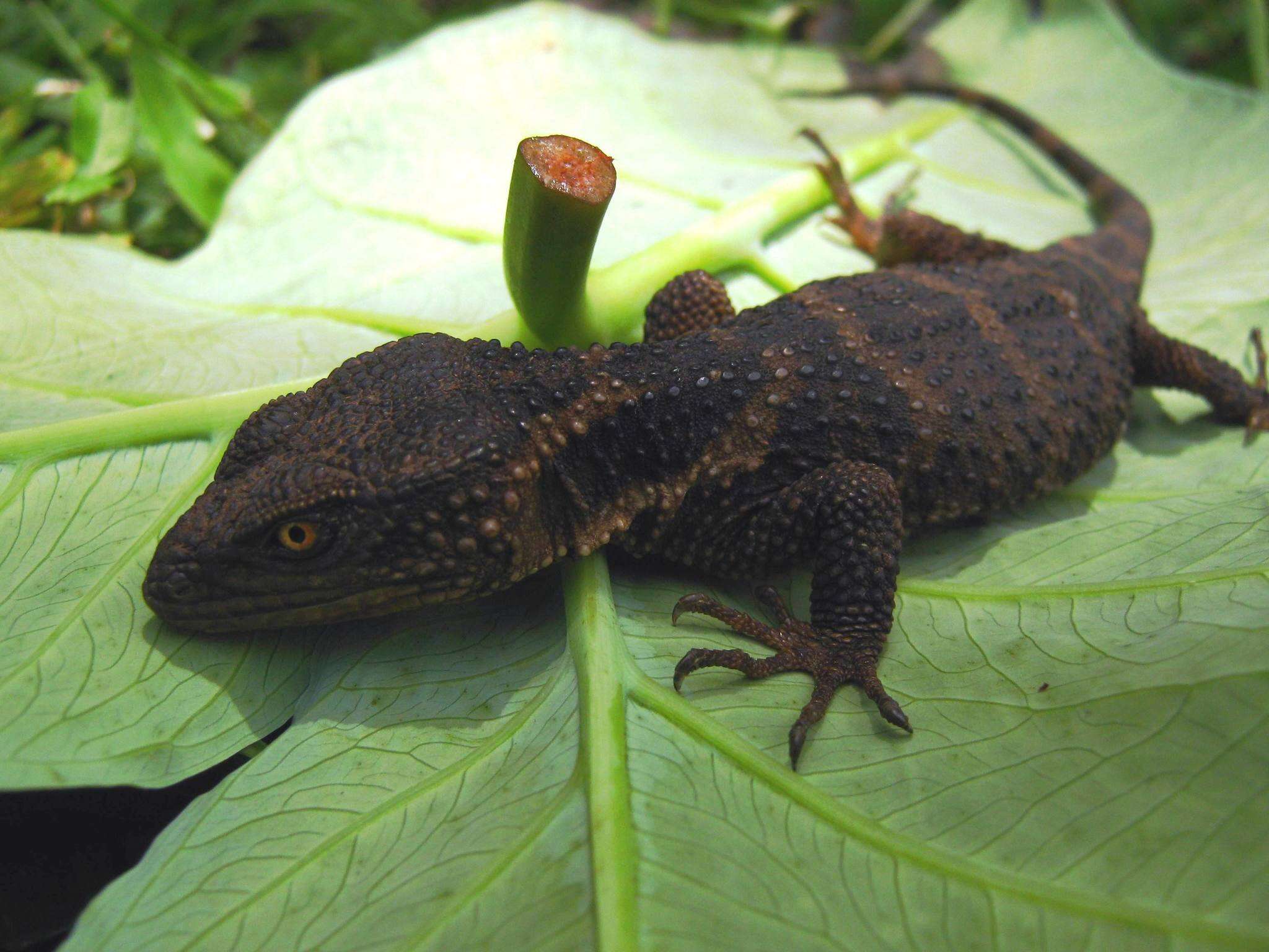 Image of Knob-scaled lizard