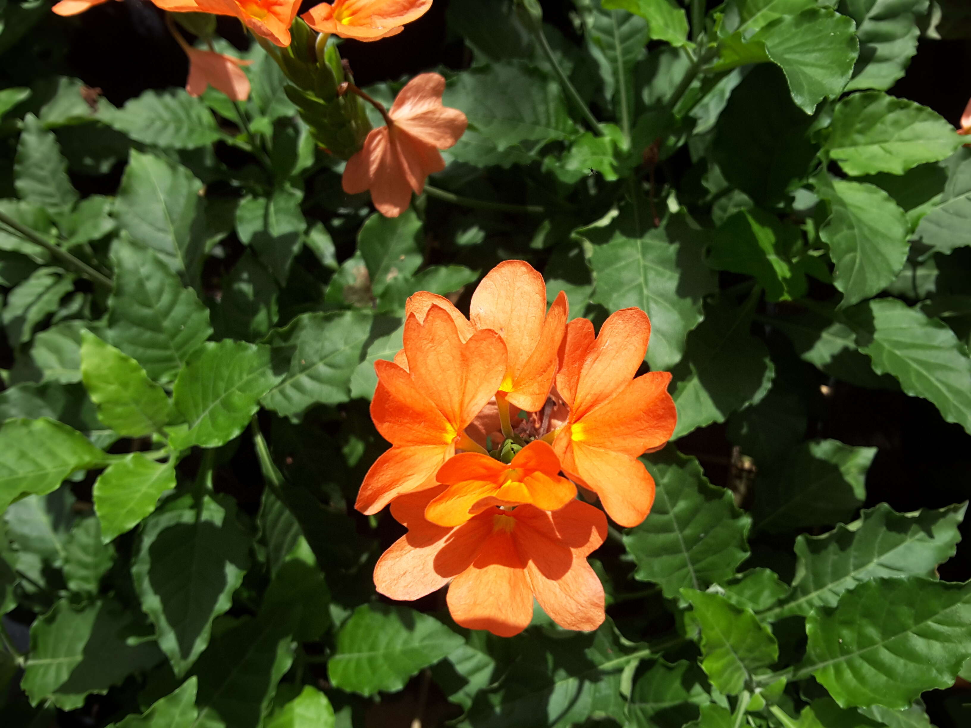 Image of Crossandra infundibuliformis (L.) Nees