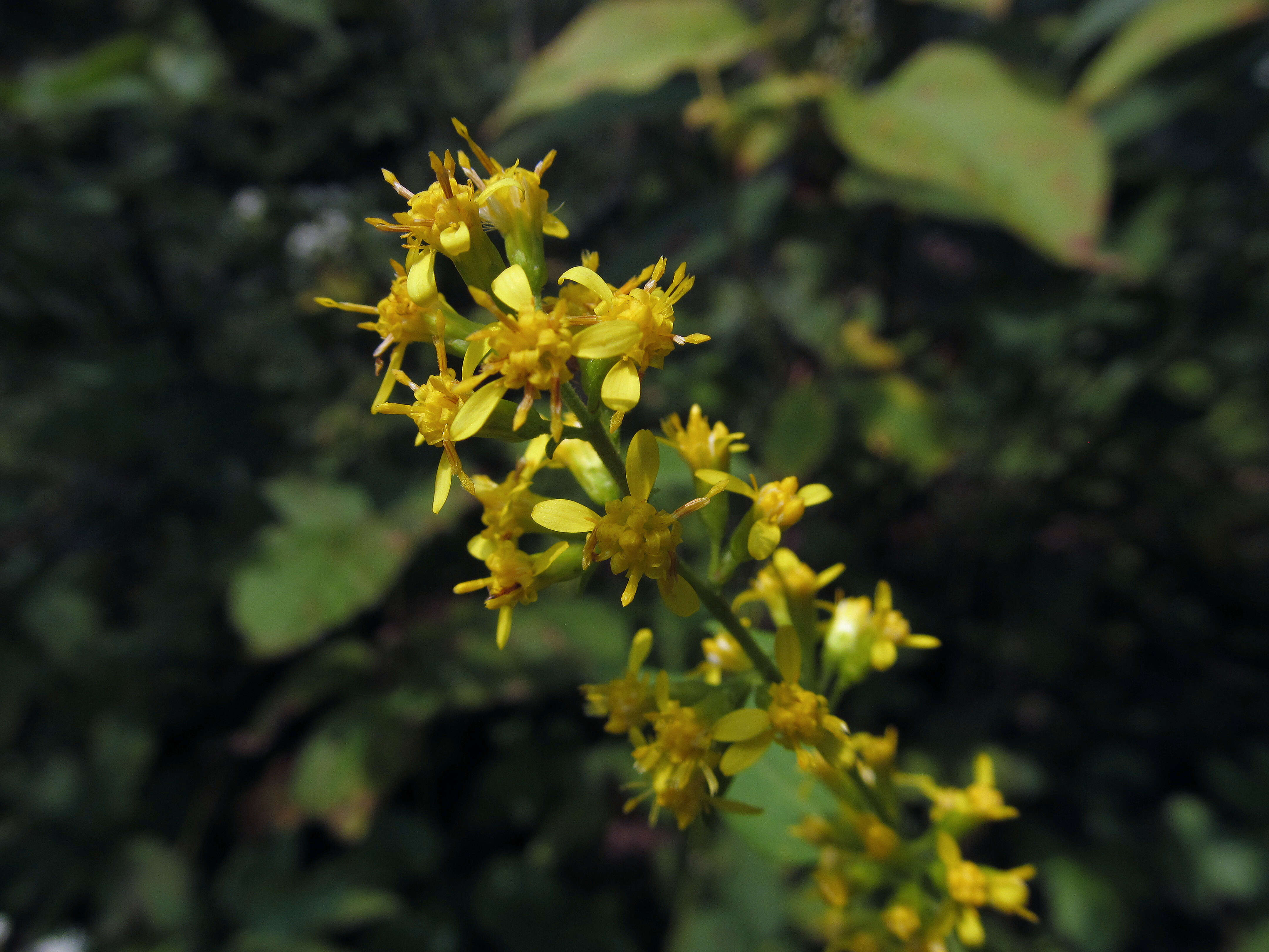 Image of Broad-leaved goldenrod