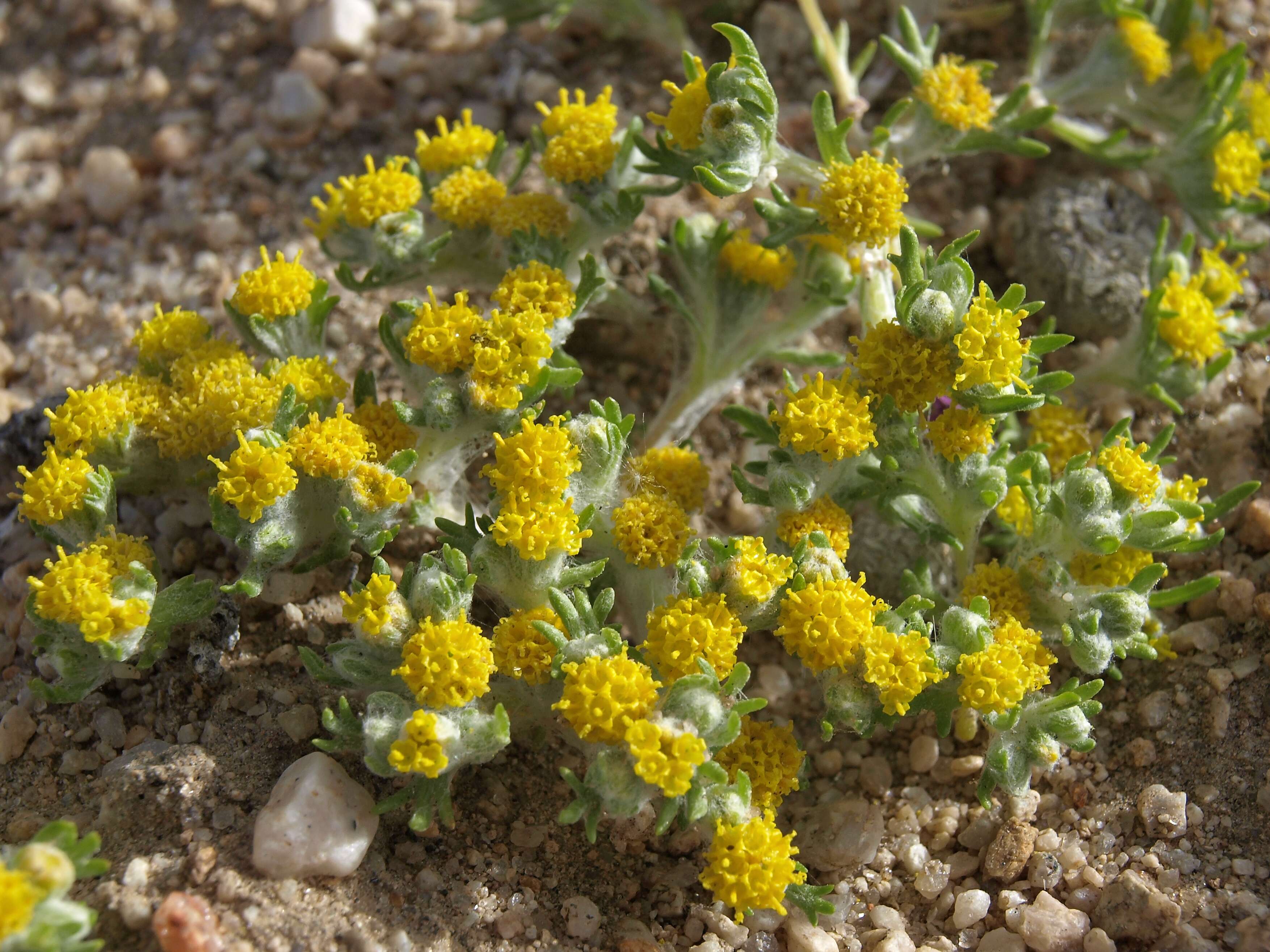 Image of Pringle's woolly sunflower