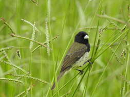 Image of Yellow-bellied Seedeater