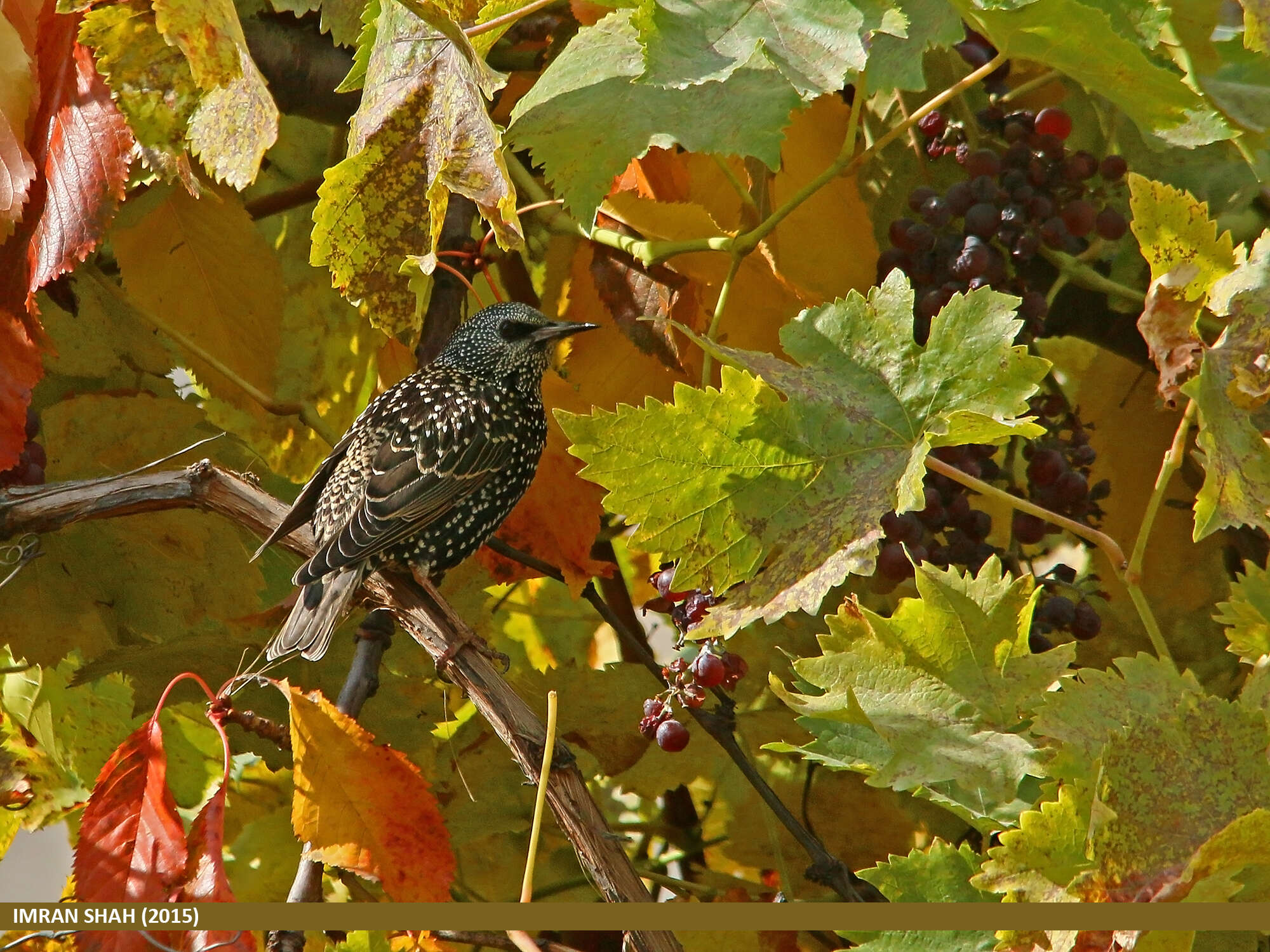 Image of Sturnus Linnaeus 1758