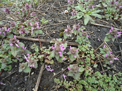 Image of purple archangel