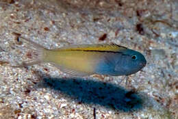 Image of Blackline Fangblenny