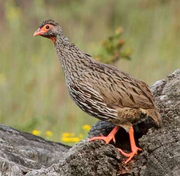 Image of Red-necked Francolin